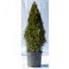Emerald Green Arborvitae 2-4' At Time of Shipping 3 gallon pot