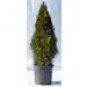 Emerald Green Arborvitae 2-4' At Time of Shipping 3 gallon pot