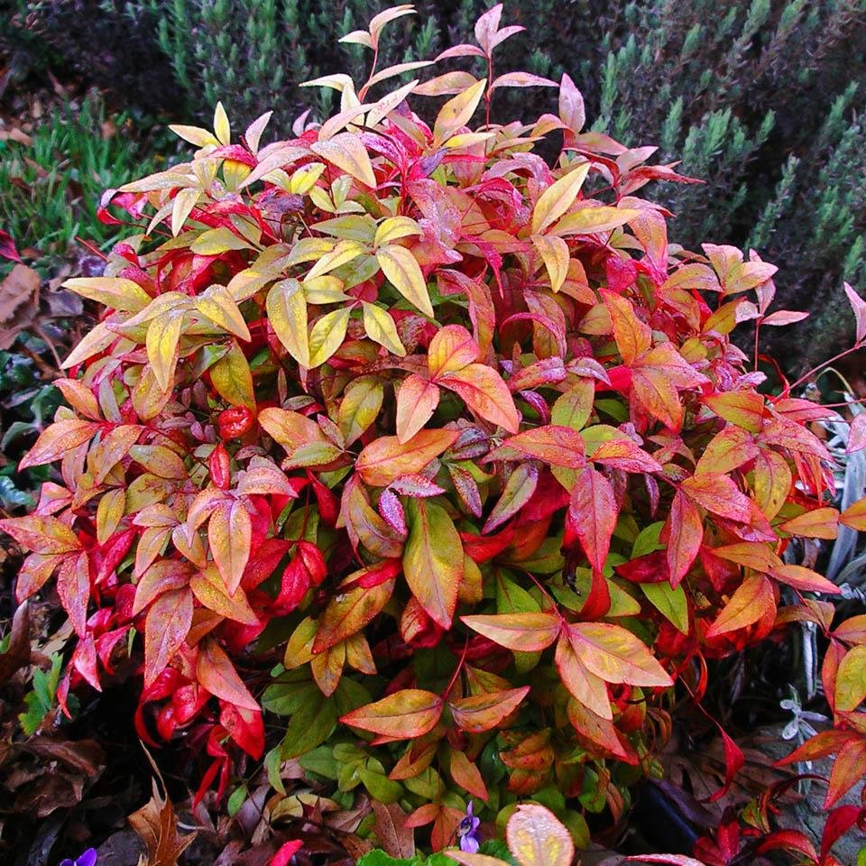 Nandina domestica (Нандина)