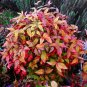 Fire Power Nandina