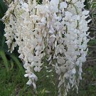 Japanese White Wisteria