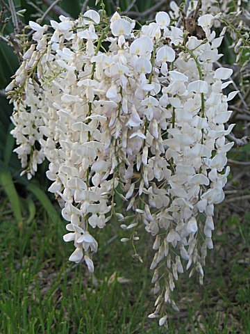 Japanese White Wisteria