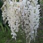 Japanese White Wisteria