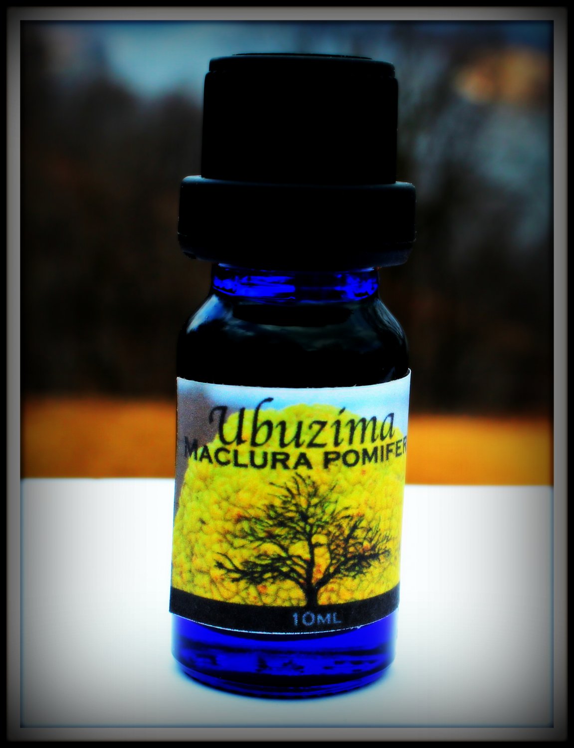 Maclura Pomifera Osage Orange 100 Cold Pressed Natural Vegan Maclura Pomifera Osage Orange 100 Cold Pressed Natural Vegan Essential Oil