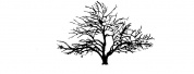 Pomifera