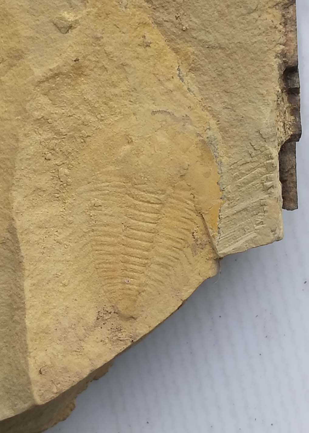 Fossils Trilobite Malungia laevigata, teaching,collection... #z85