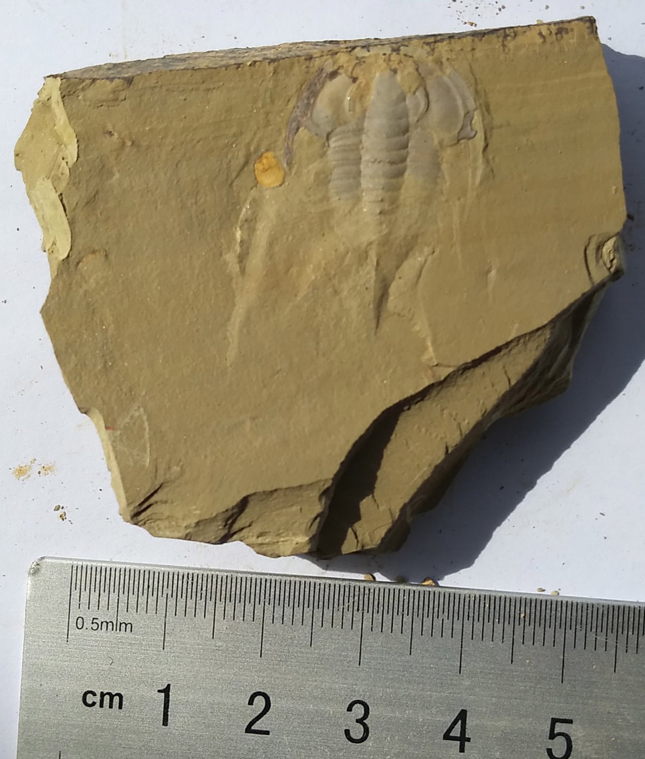 Maglia Di Tuta United Colors Of Benetton Per Bambine E Ragazze - Cotone Comodo E Moderno - Foto 2