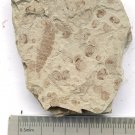 Fossils Insect, teaching,very interest, collection,interest .... #c24