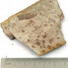 Fossils Insect, teaching,very interest, collection,interest .... #c25