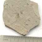 Fossils Insect, teaching,very interest, collection,interest .... #c29
