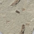 Fossils Insect, teaching,very interest, collection,interest .... #c30