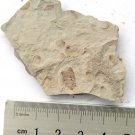 Fossils Insect, teaching,very interest, collection,interest .... #c32
