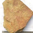 Fossils Chancelloria, teaching,collection... #c38