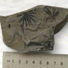 Fossils plants, teaching,collection... #c73