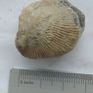 Fossils shell, teaching,collection... #c90