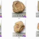 Cambrian fossil 6 items , professional teaching,cool #h02