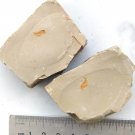 Cambrian fossil Leanchoilia illecebrosa , professional teaching,cool #h03