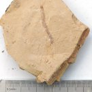 Cambrian fossil Cricocosmia jinningensis , professional teaching,cool #h04
