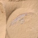 Cambrian fossil Leanchoilia illecebrosa , professional teaching,cool #h05