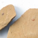 Cambrian fossil Bradoriida  , professional teaching,cool #h06