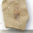 Cambrian fossil unknown , professional teaching,cool #h07