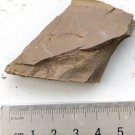 Cambrian fossil Anomalocaris , professional teaching,cool #h08