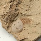 Cambrian fossil Diandongia pista, professional teaching,cool #h11