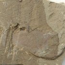 Cambrian fossil Isopyx curvirostratus, professional teaching,cool #h14