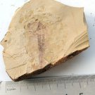 Cambrian fossil Naraoia longicaudata neg, professional teaching,cool #h16