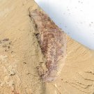 Cambrian fossil Naraoia longicaudata, professional teaching,cool #h17