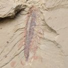 Cambrian fossil Leanchoilia illecebrosa , professional teaching,cool #h22