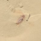 Cambrian fossil Leanchoilia illecebrosa , professional teaching,cool #h23
