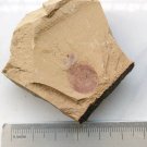 Cambrian fossil Heliomedusa orienta neg , professional teaching,cool #h24