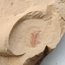 Cambrian fossil Naraoia spinosa , professional teaching,cool #h25