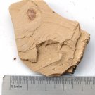 Cambrian fossil Naraoia spinosa , professional teaching,cool #h27