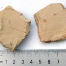 Cambrian fossil Leanchoilia illecebrosa , professional teaching,cool #h29