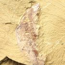 Cambrian fossil Naraoia longicaudata, professional teaching,cool #h31