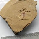 Cambrian fossil Naraoia spinosa , professional teaching,cool #h33