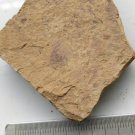 Cambrian fossil sponge , professional teaching,cool #h34