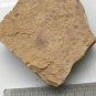 Cambrian fossil sponge , professional teaching,cool #h34