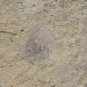 Cambrian fossil sponge , professional teaching,cool #h34