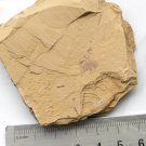 Cambrian fossil seaweed, professional teaching,cool #h35