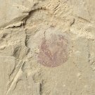 Cambrian fossil Heliomedusa orienta  , professional teaching,cool #h41