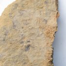 Cambrian fossil Naraoia spinosa , professional teaching,cool #h42
