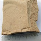 Cambrian fossil Leanchoilia illecebrosa neg, professional teaching,cool #h43