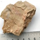Cambrian fossil Diandongia pista, professional teaching,cool #t03