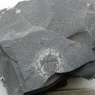 Cambrian fossil Trilobite Malungia laevigata ,very cool #t05