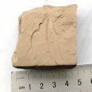 Cambrian fossil seaweed, professional teaching,cool #t06
