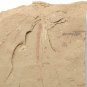 Cambrian fossil seaweed, professional teaching,cool #t06