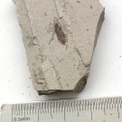 Insect fossil from the Jurassic,very nice,very cool. #t07